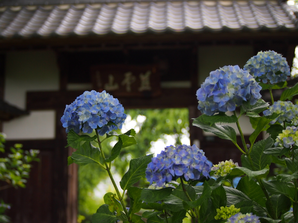 資福寺の紫陽花2015Ⅲ
