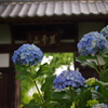 資福寺の紫陽花2015Ⅲ
