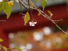 鹽竈神社の四季桜2023