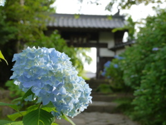 資福寺の紫陽花2018Ⅴ