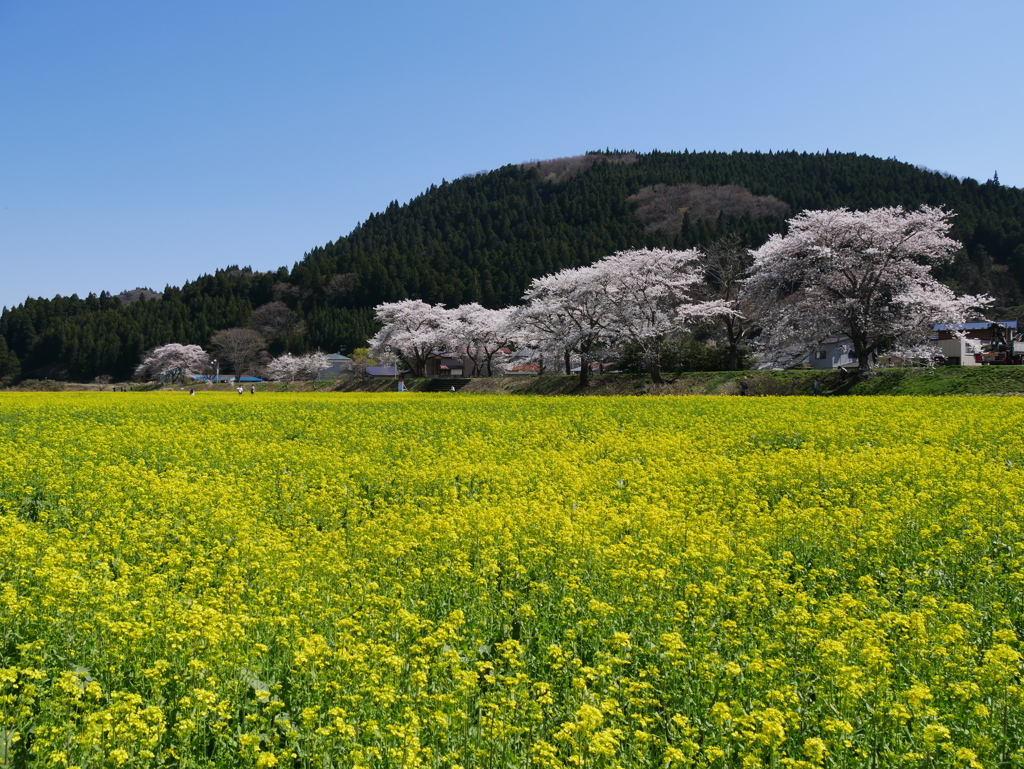 河川敷の菜の花畑2022