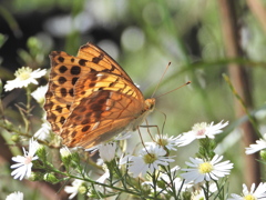川西ダリヤ園のヒョウモンチョウ