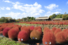 公園のコキア