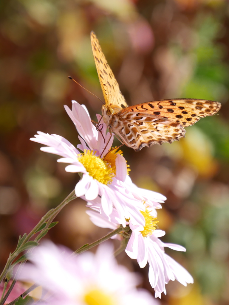 霞城公園のヒョウモンチョウ