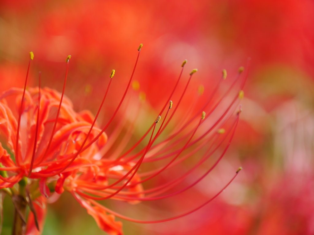 河原の彼岸花Ⅵ