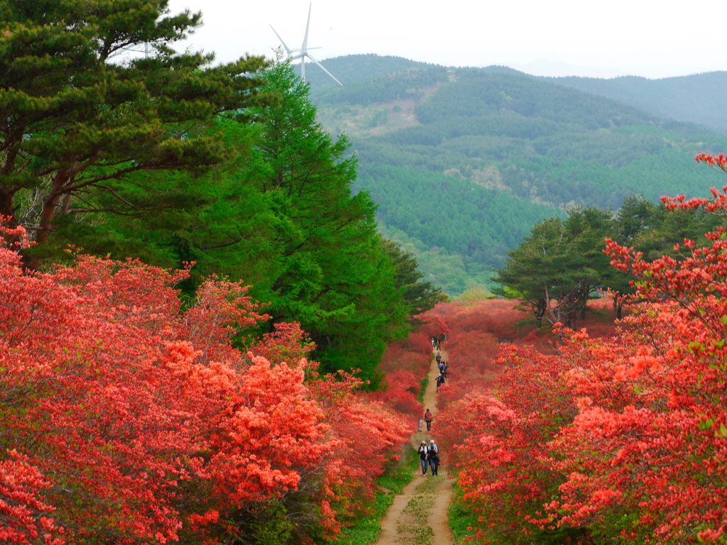 徳仙丈山のつつじ2018Ⅲ