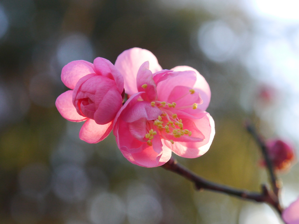 河原の紅梅2019Ⅱ