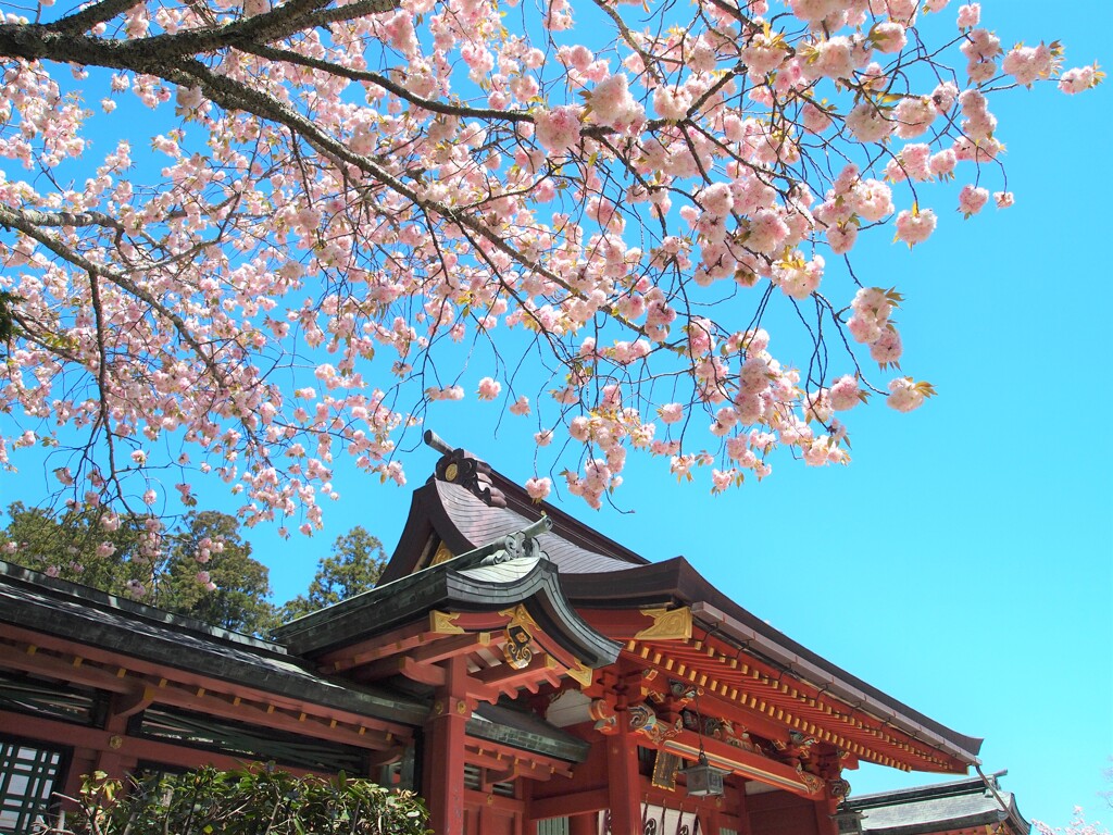 志波彦神社の鹽竈桜2021