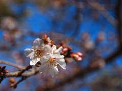 鹽竈神社の四季桜Ⅳ