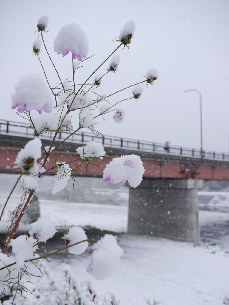 雪秋桜