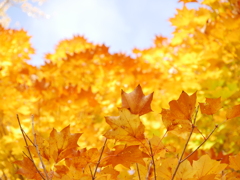 薬師堂のカエデ