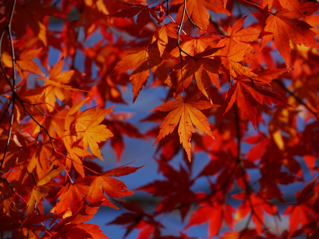 紅葉again