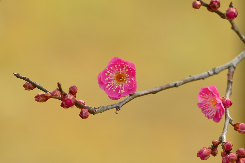 鹽竈神社の紅梅Ⅲ