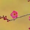 鹽竈神社の紅梅Ⅲ