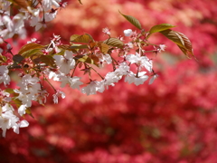 鹽竈神社の桜