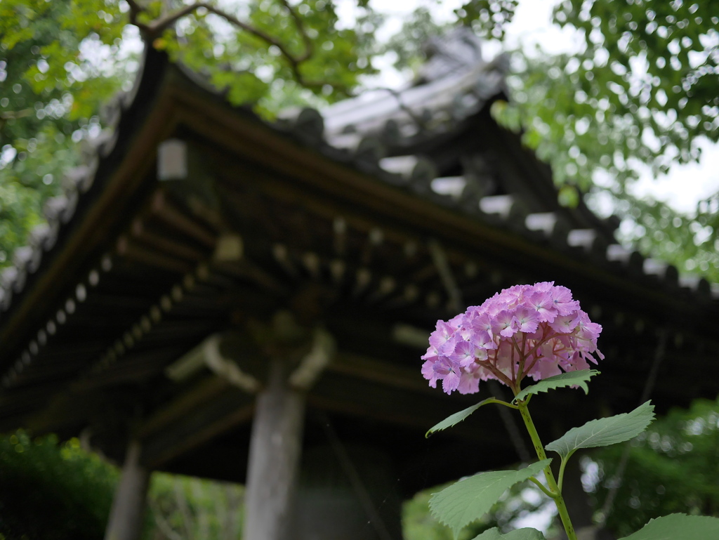 資福寺の紫陽花2024Ⅳ