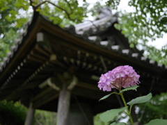 資福寺の紫陽花2024Ⅳ