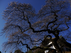 鹽竈神社の四季桜2016Ⅵ