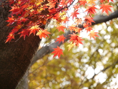 モミジ公園のモミジⅧ