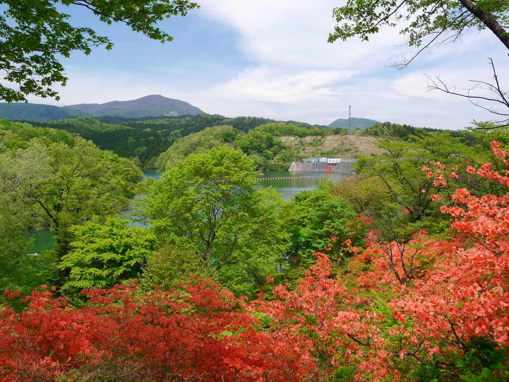 湖畔のヤマツツジⅡ