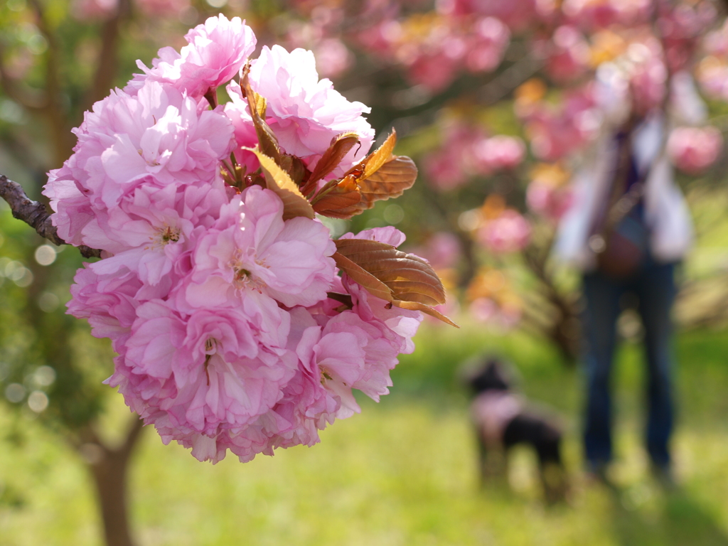 職場の八重桜Ⅱ