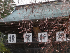 竹駒神社の四季桜2023