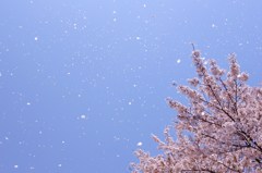 春風に誘われてⅡ