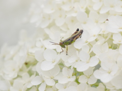 みちのくあじさい園のバッタⅡ