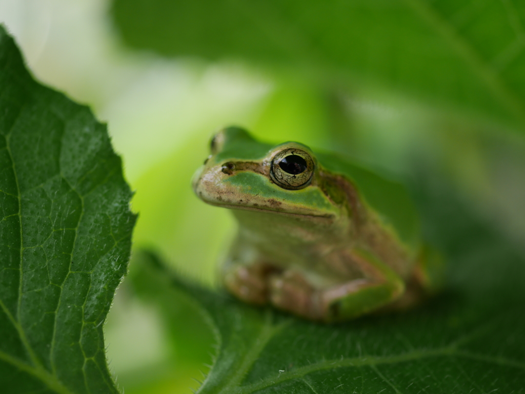 庭のアマガエル