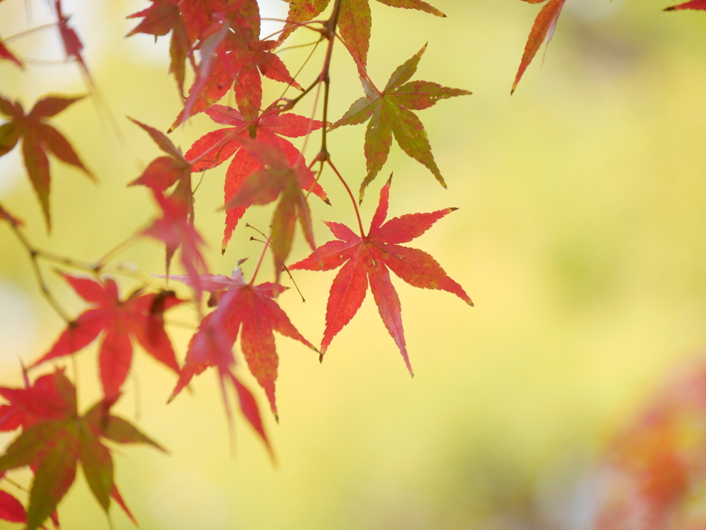 薬師堂のモミジⅤ