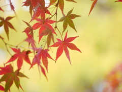 薬師堂のモミジⅤ