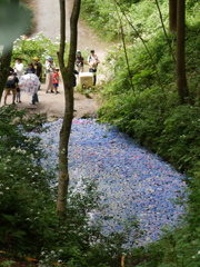 みちのくあじさい園の紫陽花2025Ⅳ