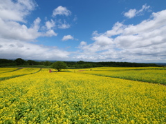 やくらいガーデンの菜の花畑2021Ⅳ