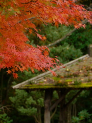 鹽竈神社秋景Ⅲ