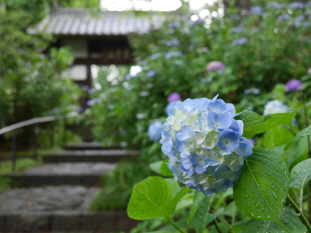 資福寺の紫陽花2023Ⅲ