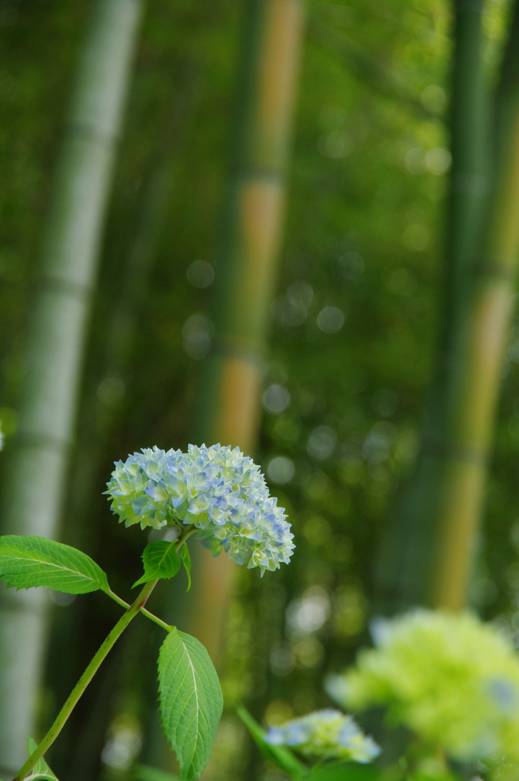東沢バラ公園の紫陽花