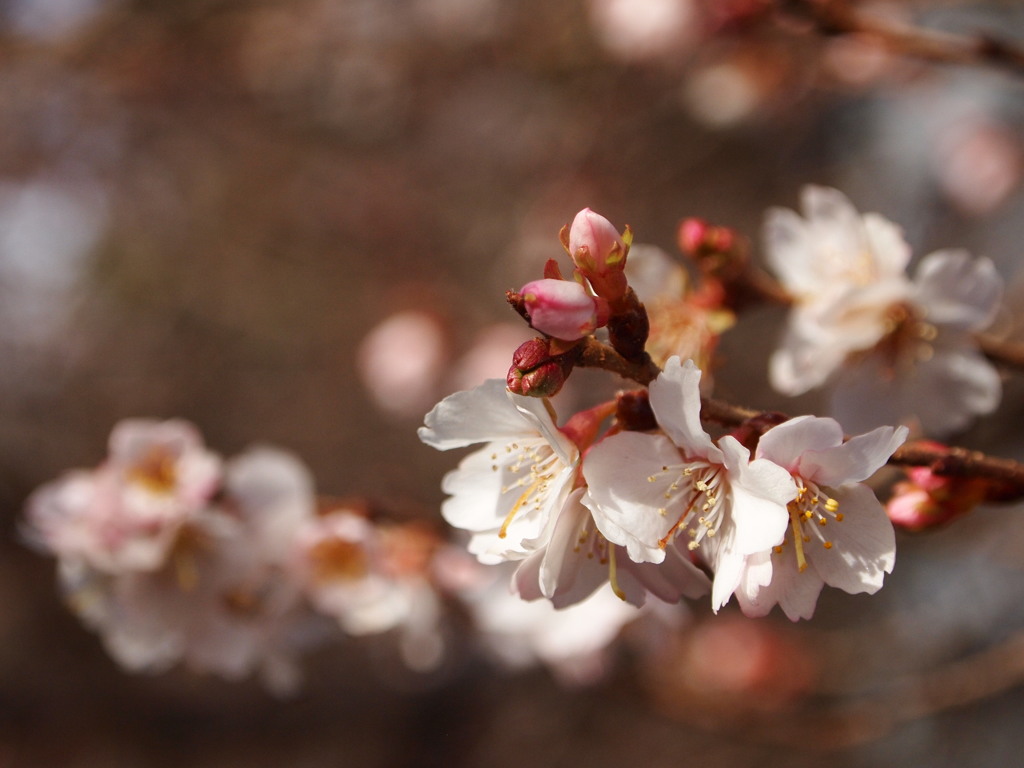 鹽竈神社の四季桜2018Ⅲ