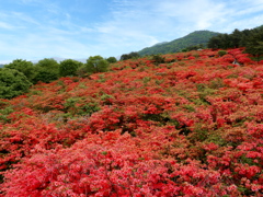 徳仙丈山のツツジ2022