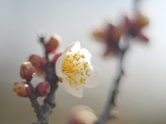 農業園芸センターの梅2026Ⅱ