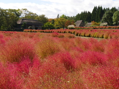 公園のコキア