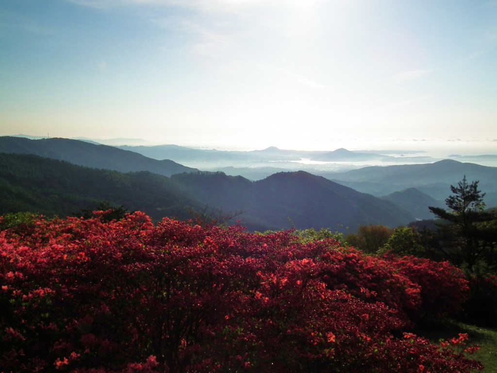 徳仙丈山のツツジⅢ