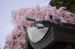 鹽竈神社の桜風景Ⅵ