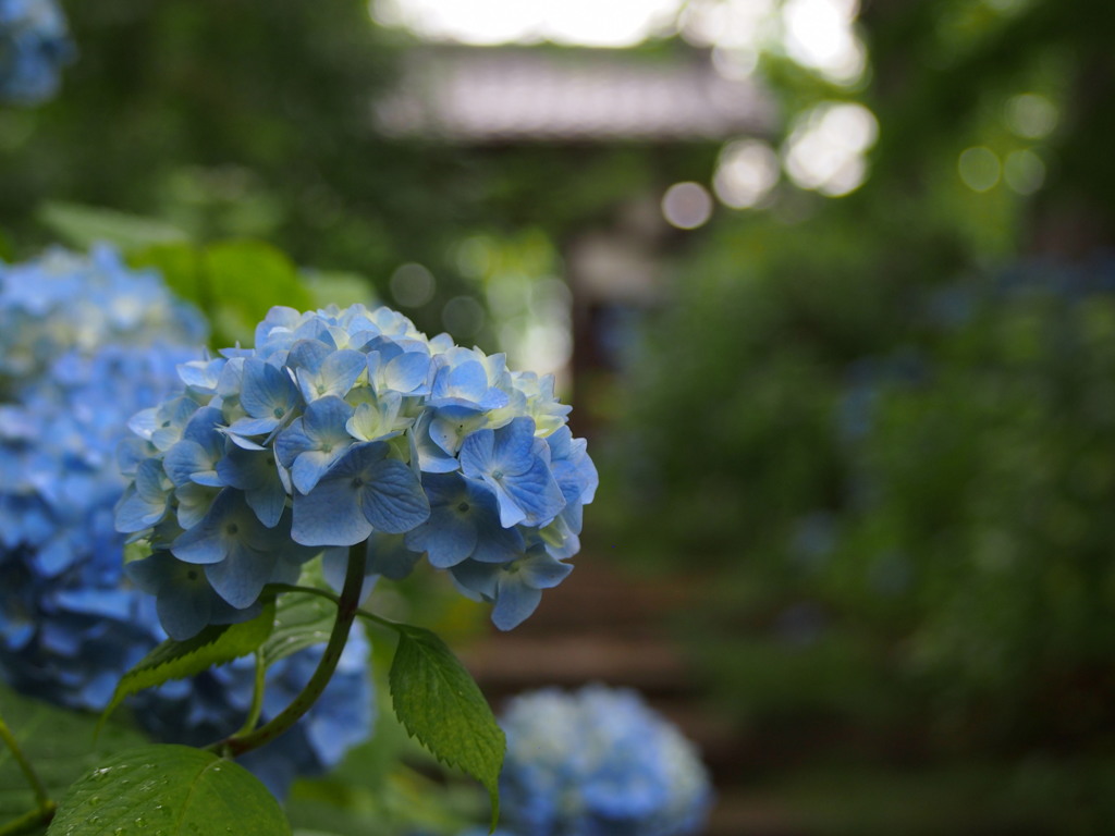 資福寺の紫陽花2015