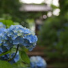 資福寺の紫陽花2015