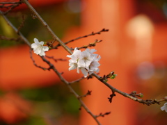 鹽竈神社の四季桜2020