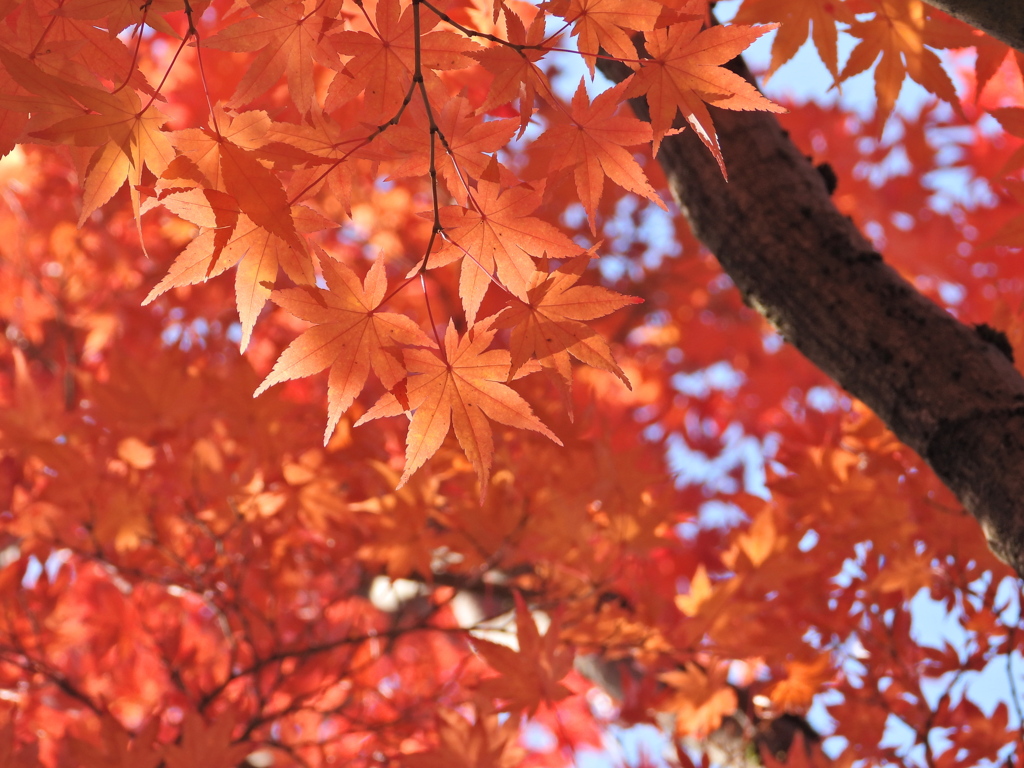 もみじ公園のモミジ2025Ⅶ