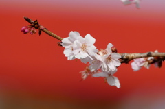 鹽竈神社の四季桜2016