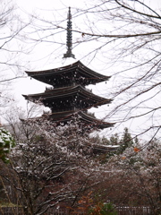 初冬の西方寺五重塔Ⅱ