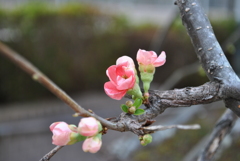 県庁のボケ