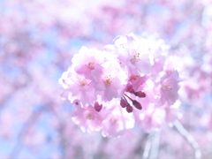 職場の枝垂桜2019Ⅱ